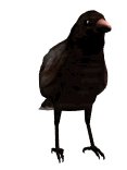 crowshuffle_lw.gif