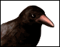 crowcawing_sw.gif