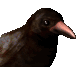 crowcawing_sc.gif
