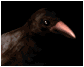crowcawing_sb.gif