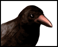 crowcawing_mw.gif