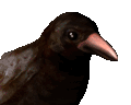 crowcawing_mc.gif