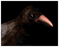 crowcawing_mb.gif