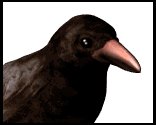 crowcawing_lw.gif