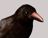crowcawing_lc.gif