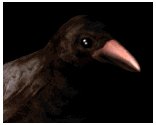 crowcawing_lb.gif