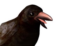 crowcawing_hr.jpg