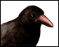 crowblinking_sw.gif