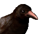 crowblinking_sc.gif