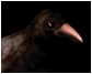 crowblinking_sb.gif