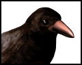 crowblinking_mw.gif