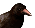 crowblinking_mc.gif