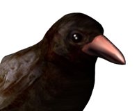 crowblinking_hr.jpg