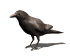 crow_look_sw.gif