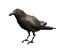 crow_look_sc.gif