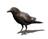crow_look_mw.gif