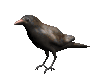 crow_look_mc.gif