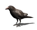 crow_look_lw.gif