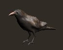crow_look_lc.gif