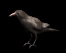crow_look_lb.gif