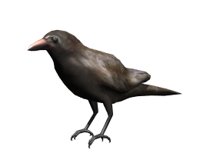 crow_look_hr.jpg