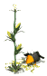 crow_corneating_sw.gif