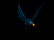cartoon_blackbird_fly_a_tb.gif
