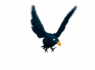cartoon_blackbird_fly_a_sw.gif