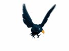 cartoon_blackbird_fly_a_mw.gif