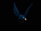 cartoon_blackbird_fly_a_mb.gif