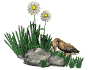 wanderingduck_sw.gif