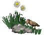 wanderingduck_sc.gif