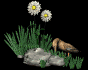 wanderingduck_sb.gif
