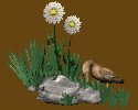 wanderingduck_mc.gif