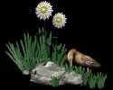 wanderingduck_mb.gif