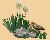 wanderingduck_lc.gif