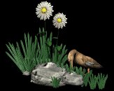 wanderingduck_lb.gif