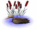 sittingduck_floating_mw.gif