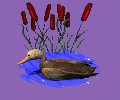 sittingduck_floating_mc.gif