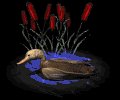 sittingduck_floating_mb.gif