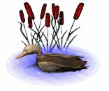 sittingduck_floating_lw.gif