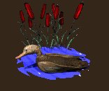 sittingduck_floating_lc.gif