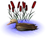 sittingduck_floating_hr.jpg