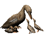 motherduck_ducklings_sc.gif