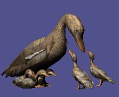 motherduck_ducklings_lc.gif