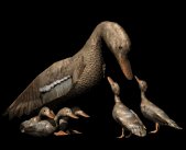 motherduck_ducklings_lb.gif