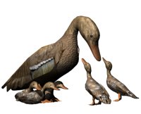 motherduck_ducklings_hr.jpg