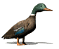 mallardwalking_sw.gif