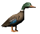 mallardwalking_sc.gif