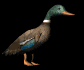 mallardwalking_sb.gif
